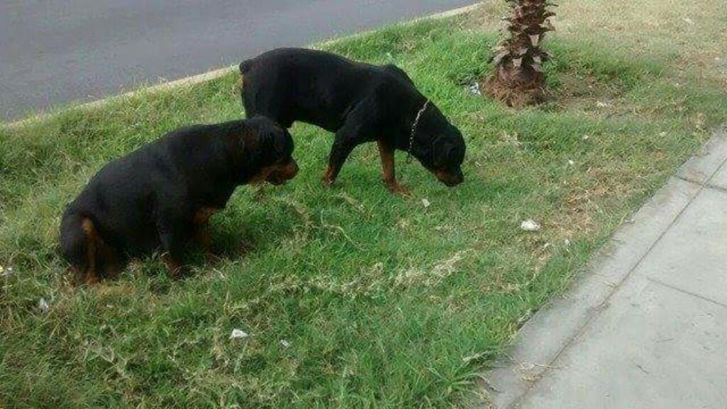 Rottweiler